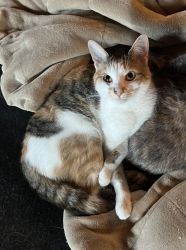 Charming Calico Kittens For Sale Now