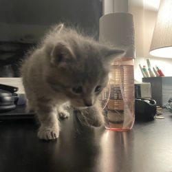 Pretty Male & Female Calico Kittens For Sale