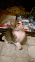 Loving Rescue kitten Needing 4ever Home