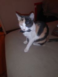 Beautiful Calico about 4 months old