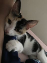 2 month kitten for sale