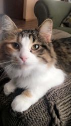 Rehome Calico cat Klhoe