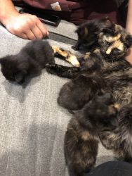 Kittens for sale!