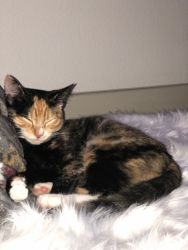 2 Calico Kittens for Sale