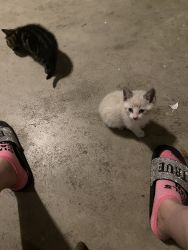 Kittens need forever home
