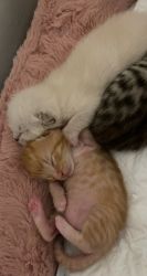Lovable 3 week old calico kittens!