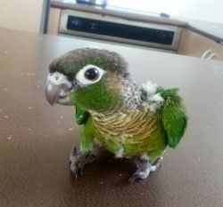 Baby Hand Reared, Green Cheek Conure For Sale