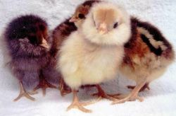 200 Breeds of chicks We Ship overnight mail