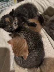 Beautiful kittens for sale