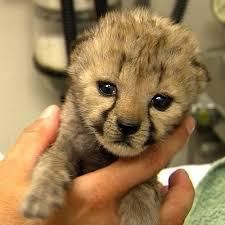 Well Tamed Leopards cubs, Cheetah cubs, Tiger Cubs