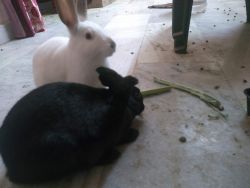 Friendly rabbits for sale (Californian white and black gaint)