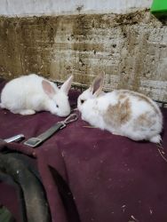 2 bunnies left!! 8 weeks old