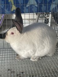 California Rabbits for Sale