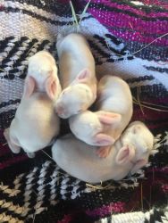 FFA Baby Californian Rabbits!