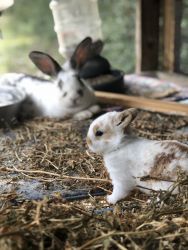 Bunny Rabbits for Sale