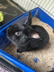 Sweet and loving rabbit to a good home
