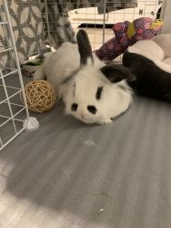 Rabbit for rehome