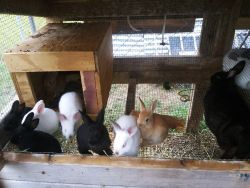 Californian Rabbits for sale