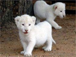 Hand Raised Lion , Tiger And Cheetah Cubs For Sale