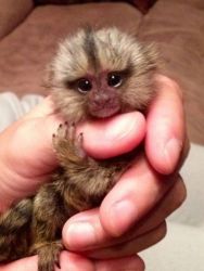 Sweet Face marmoset monkeys for sale.(xxx)xxx-xxxx.Thank