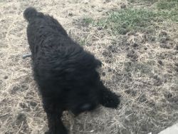 Pair of adult import Black Russian Terriers