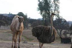 Camel (malr, gelded)