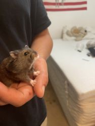 Dwarf hamster named bear