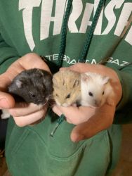 3 dwarf hamsters