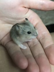Baby dwarf hamsters for sale