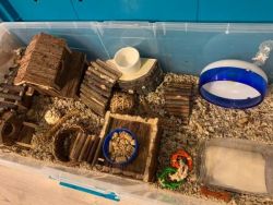 Dwarf Hamster for rehome