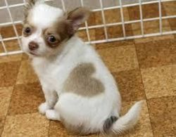 chihuahua pops for sale