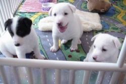 Marvelous Male/female Canaan Puppies.