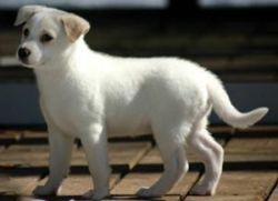 Canaan Dog dogs for Adoption
