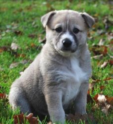 Canaan Dog Dogs for sale