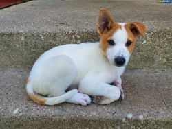 AKC Registered Canaan Dog Puppy