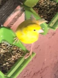 charming yellow canaries