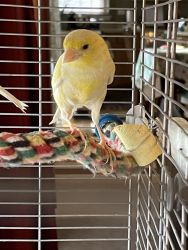 Pair of canary’s for sale
