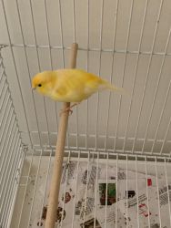 Raza Espinola canary