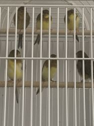 Timbrado Canaries and Green Singer for Sale