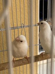 Two white baby canaries ready for new home