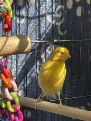 Canary birds for sale