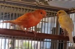 2 canaries for sale