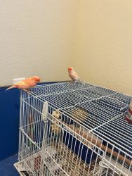 RF canary for sale . 250 for the pair