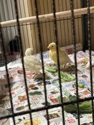 Well bred,healthy canaries