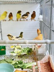 Canary for sale