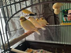 Canary's birds