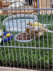 Young canaries for sale