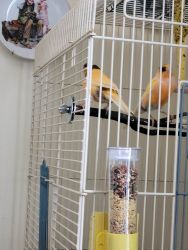 Pair of Canaries for sale