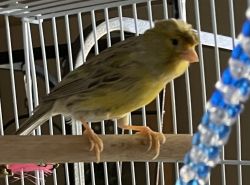 Rehoming Crested canary and finch