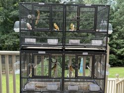 FOR SALE 4 Male Domestic canary with cage system